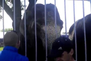 Cлоны кормятся прямо через забор зоопарка