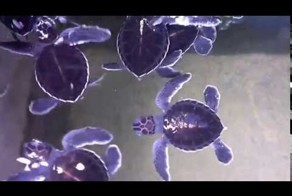 Маленькие Черепашки На Шри Ланке(Small turtles in Sri Lanka)