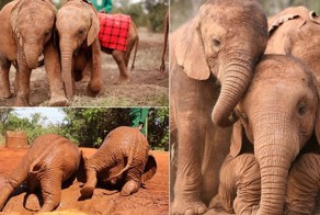 Осиротевшие слонята стали неразлучными друзьями