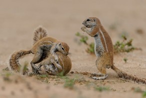 Лучшие фотографии животных со всего мира за неделю