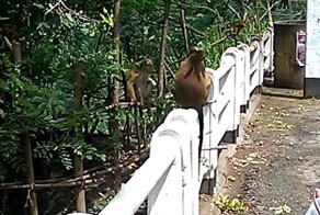 Дикие обезьяны на Шри Ланке