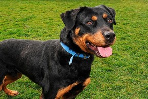 Собака воскресла после эвтаназии