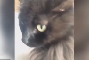 КОТЫ ВЫТВОРЯЮТ!!!