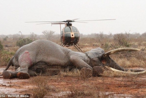 Спасение раненного слона