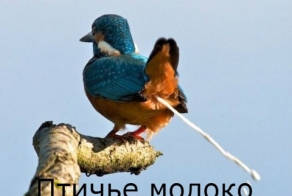 Хорошо тому живется,у кого банкир-сосед