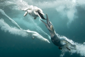 Как олуши ловят рыбу у берегов Шетландских островов