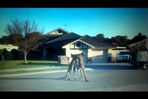 Кенгуру дерутся на улице