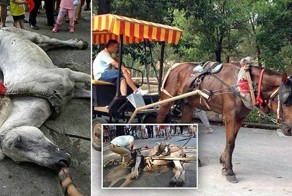 В китайском парке лошадь умерла прямо на глазах у детей