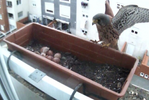 Сокол заботится о потомстве в необычных условиях города