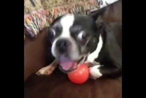 Убойные Приколы# -Лучшая подборка приколов