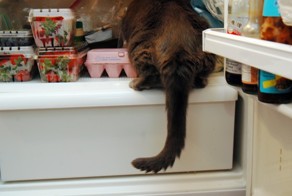 Наши умные питомцы