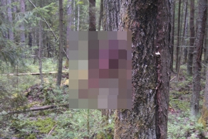 Находки в лесу