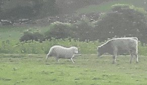 Мир тебе  брат!