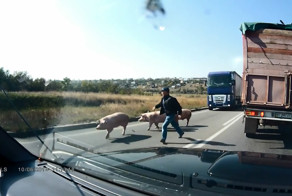 Сало на трассе