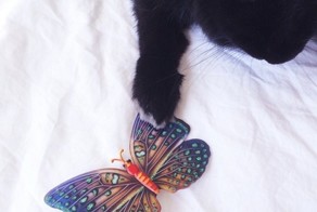Крольчиха, которая любит фотографироваться