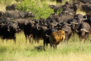 Стадо буйволов затоптало льва до смерти