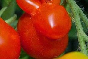 Дары Природы