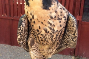 Разве он не симпатичный