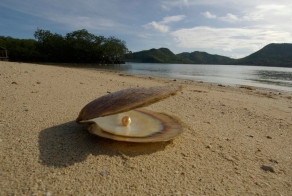 Как выращивают золотой жемчуг