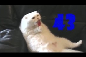 Смешные коты