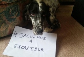 Эпидемия Эболы: В интернете поднялся шум из-за возможного убийства пса