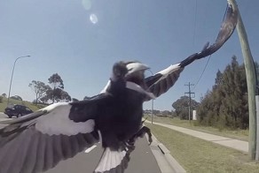 Злобная сорока напала на австралийского велосипедиста