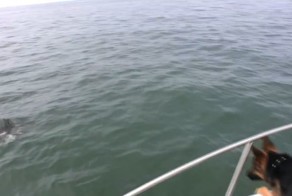 Четвероногий охотник на дельфинов