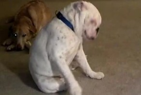 Подборка роликов от 16.01.2013