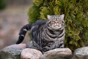 Кот  Барбадос