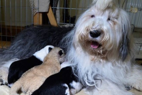 Собака выкармливает львенка вместе со своими щенками