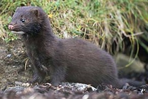 Охота с собаками на норку