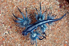 Голубой ангел (Glaucus atlanticus)