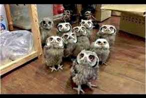 Забавные животные