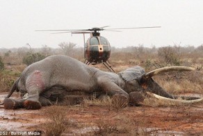 Спасение раненного браконьерами слона