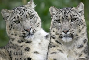 Животные - близняшки