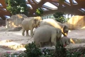 Слоненок оступился и упал. Реакция родителей