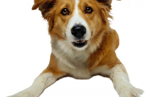 Из жизни собак