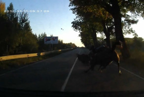 Мои мысли - мои скакуны