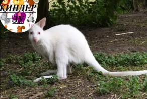 Кто такие кенгурята валлаби? 