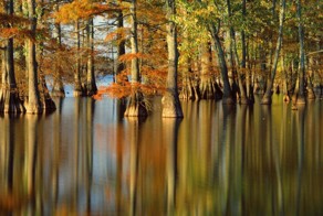 Про осень или почему осенью листья жёлтые и красные...