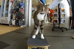 котейка, который любит кататься на скейтборде