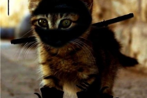 Кошки прирожденные ниндзя