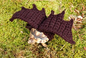 Защитница животных создает кофты для черепах