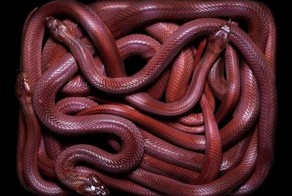 Самые самые ....змеи