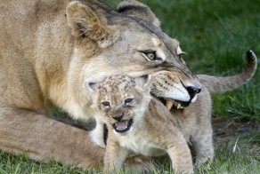 Лучшие фотографии животных со всего мира за неделю