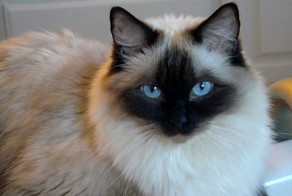 Птичий рынок