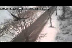 Соколы охотятся на ворон