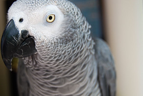 Не только вернулся спустя 4 года, но и разговаривает на другом языке