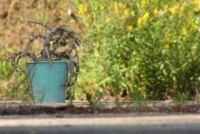 Живая природа