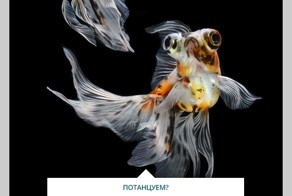 Боевые танцы. Сиамские бойцовые рыбки в фотографиях 